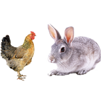 適合鴿子、禽類 適合鴿子、禽類