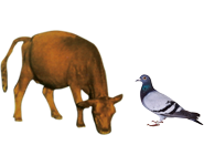 適合鳥類、幼崽 適合鳥類、幼崽