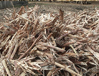 玉米秸稈 玉米秸稈