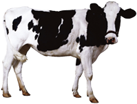 適合牛驢等大體型動物 適合牛驢等大體型動物