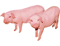 適合豬羊等小體型畜類 適合豬羊等小體型畜類